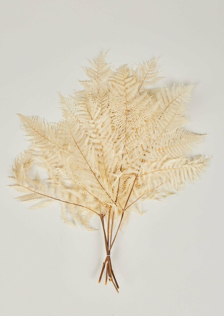 Everyday Greenery Radial | Bundle Of 5 Bleached White Dried Bracken Ferns - 23-29"