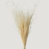 Fall Foliage Radial | Cream Dried Feather Grass Bundle - 19-22"