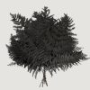 Everyday Greenery Radial | Bundle Of 10 Preserved Bracken Fern Leaves In Black - 20-25"