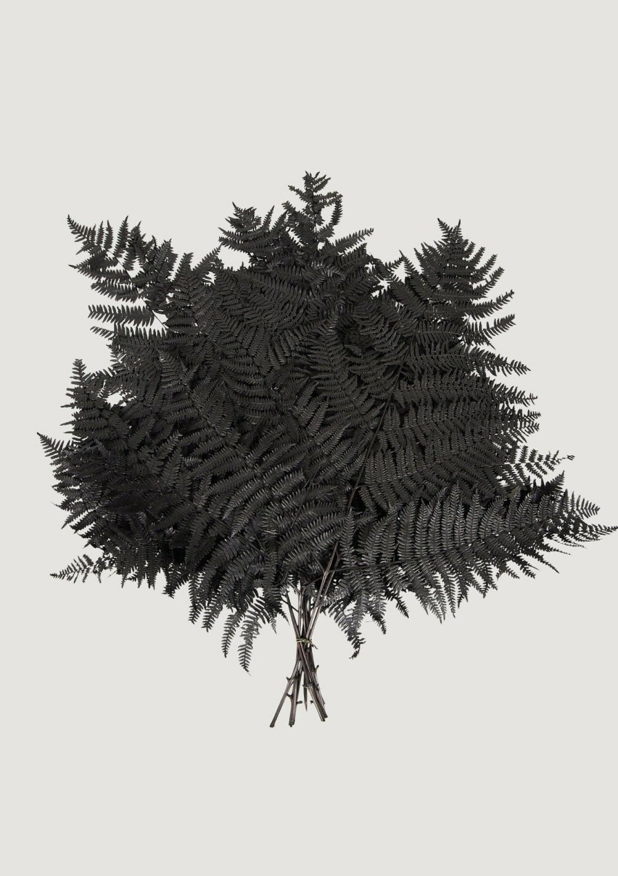 Everyday Greenery Radial | Bundle Of 10 Preserved Bracken Fern Leaves In Black - 20-25"