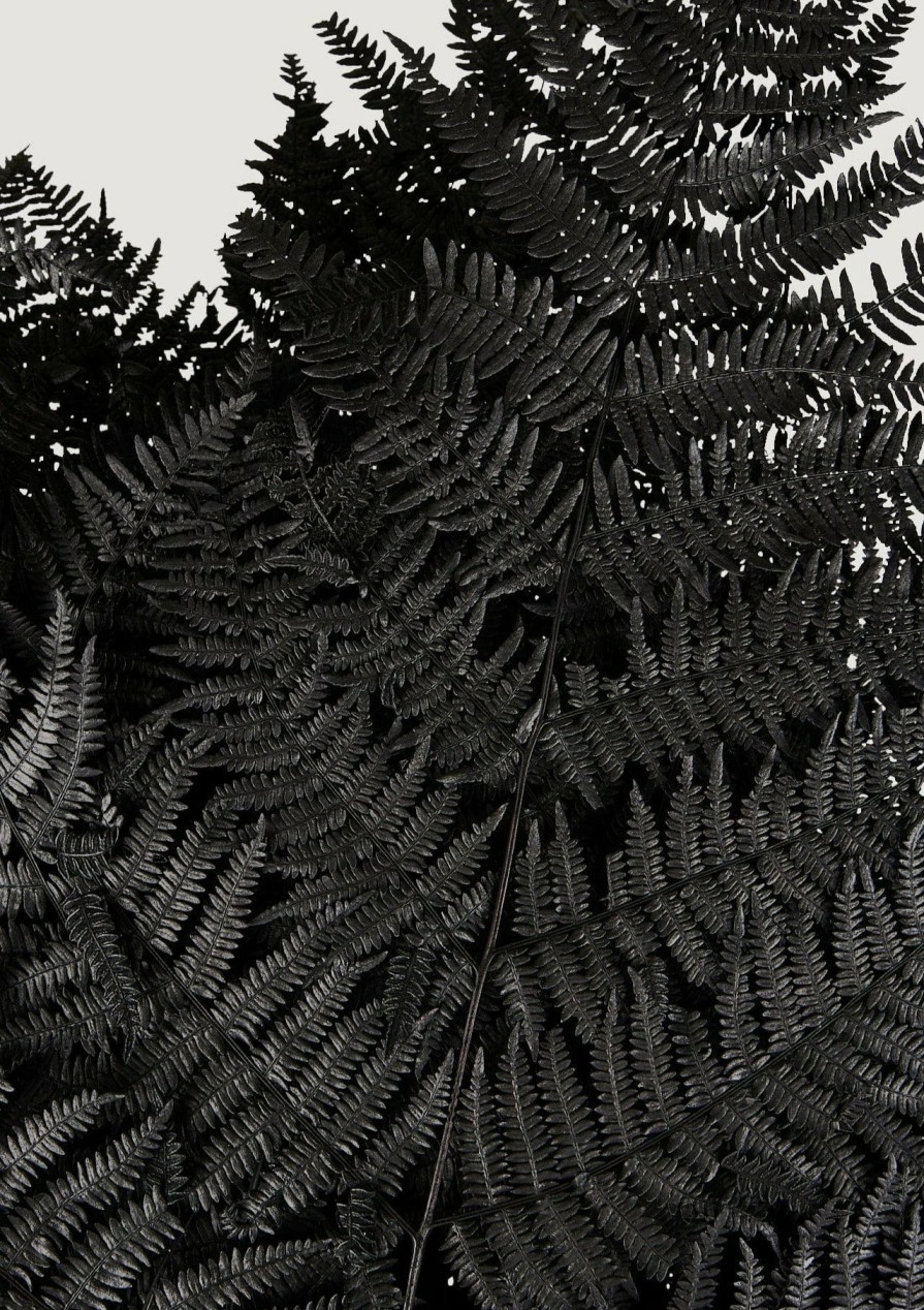 Everyday Greenery Radial | Bundle Of 10 Preserved Bracken Fern Leaves In Black - 20-25"