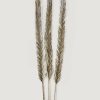 Everyday Greenery Radial | Bundle Of 3 Dried Sword Palms - 43-46"