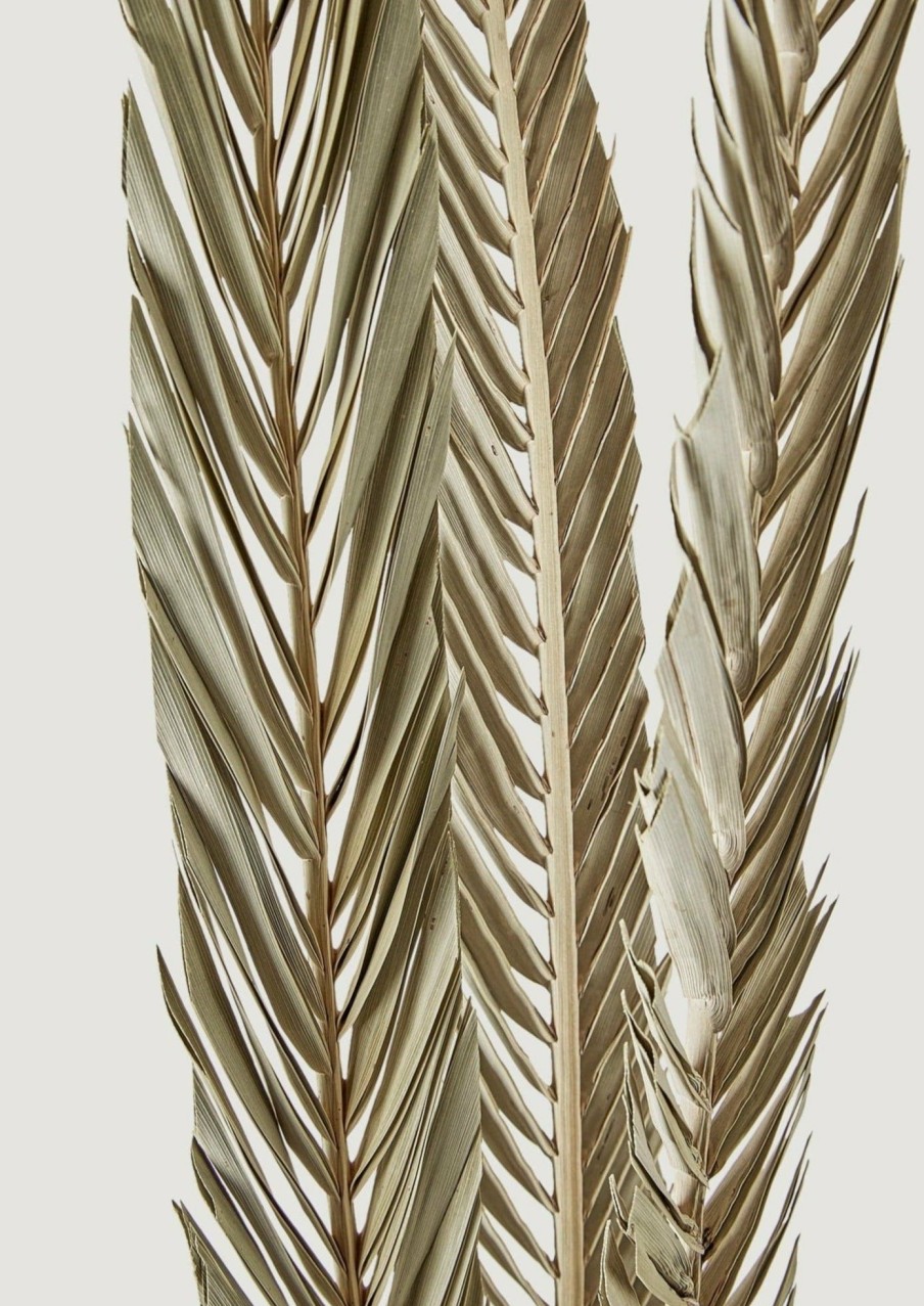 Everyday Greenery Radial | Bundle Of 3 Dried Sword Palms - 43-46"