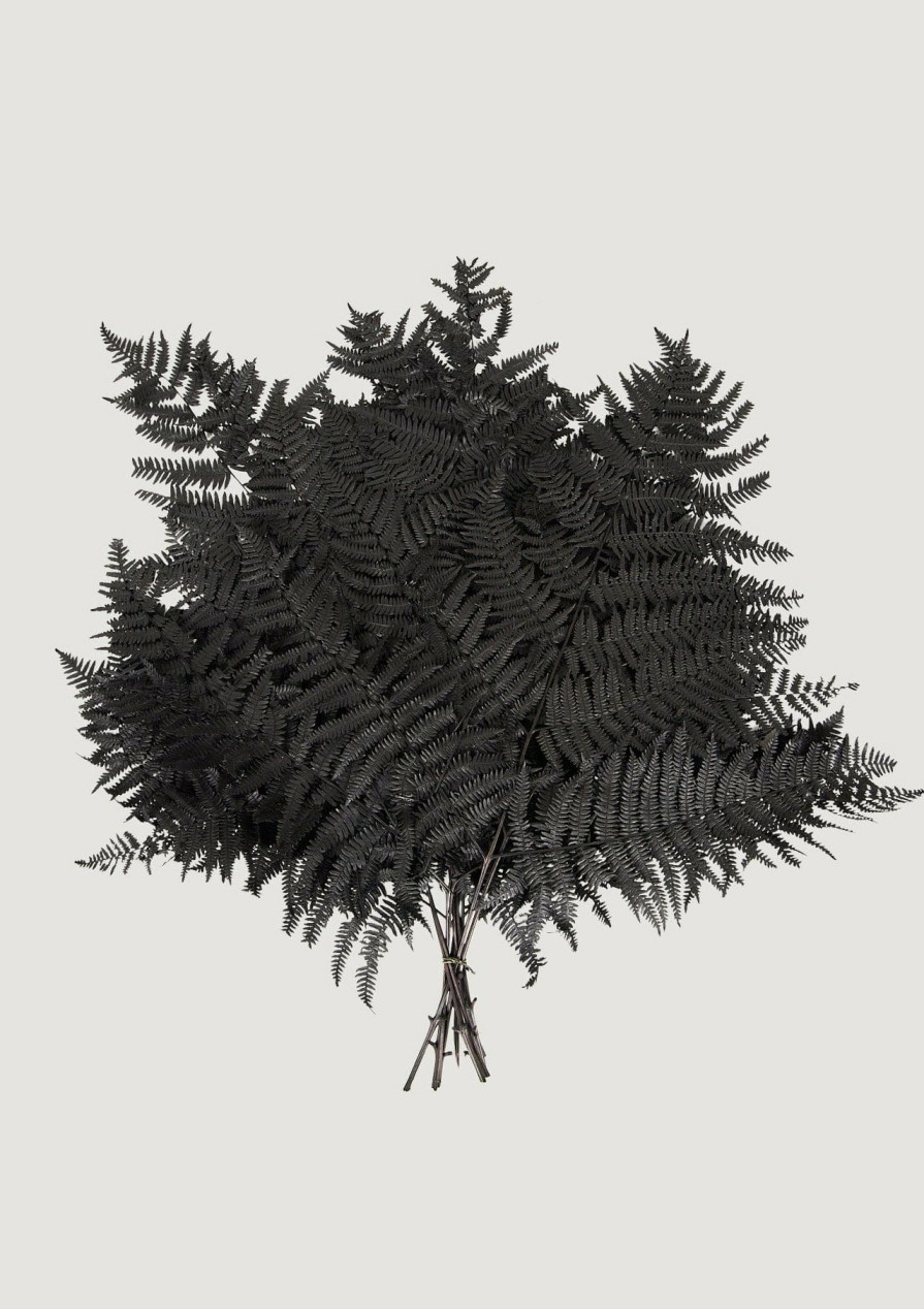 Fall Foliage Radial | Bundle Of 10 Preserved Bracken Fern Leaves In Black - 20-25"