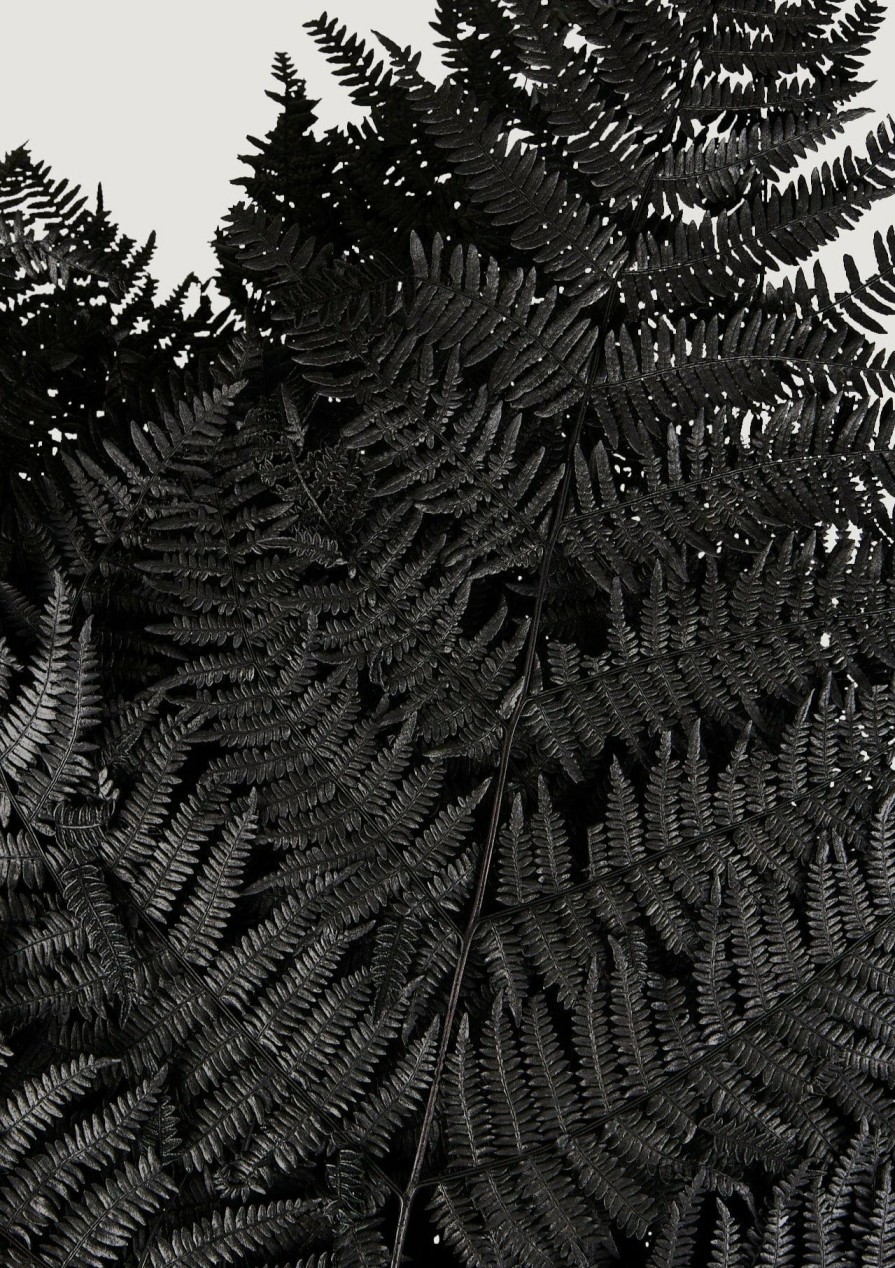 Fall Foliage Radial | Bundle Of 10 Preserved Bracken Fern Leaves In Black - 20-25"