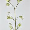 Blooming Florals Radial | Weathered Look Artificial Berry Branch - 44"