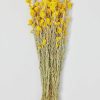 Fall Foliage Radial | Yellow Dried Sanfordii Flowers - 18-22"