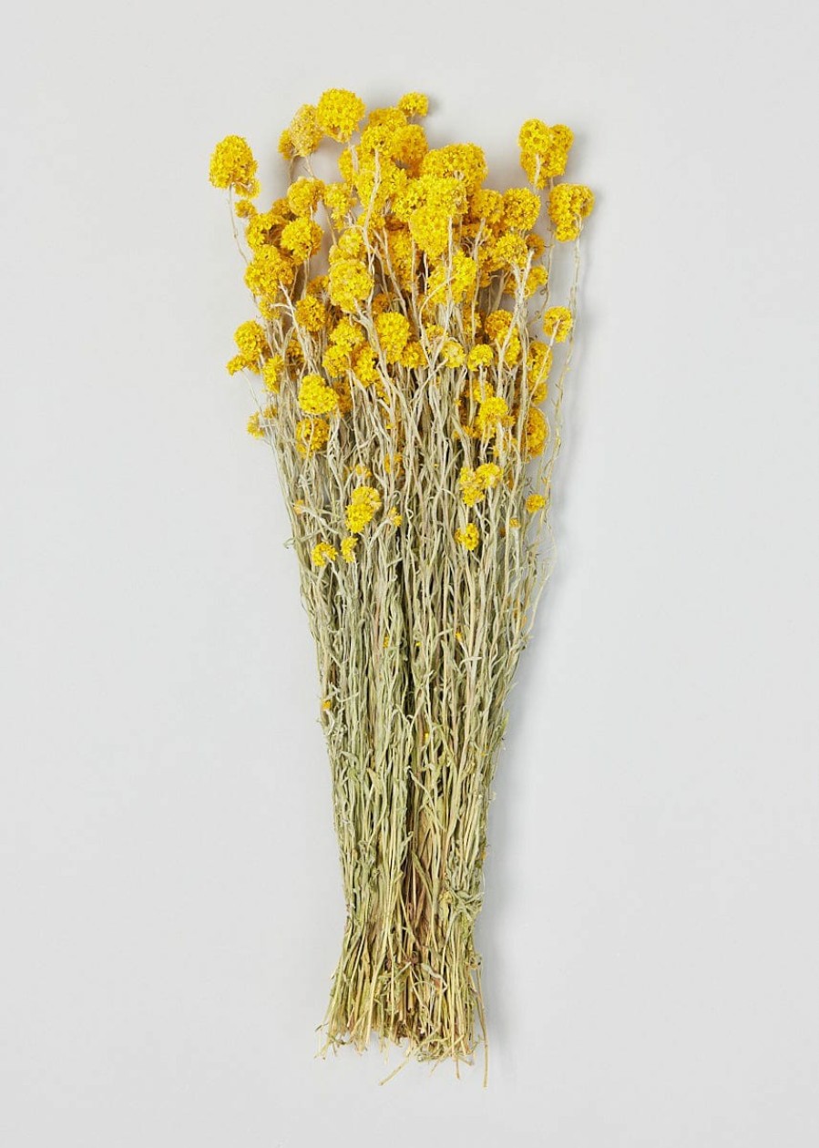 Fall Foliage Radial | Yellow Dried Sanfordii Flowers - 18-22"