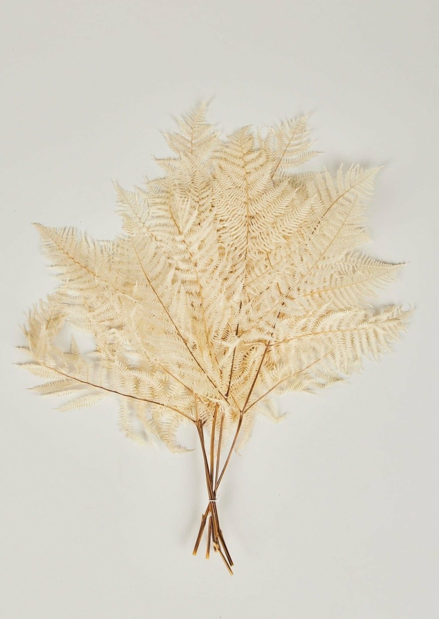 Fall Foliage Radial | Bundle Of 5 Bleached White Dried Bracken Ferns - 23-29"