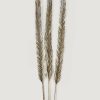 Fall Foliage Radial | Bundle Of 3 Dried Sword Palms - 43-46"