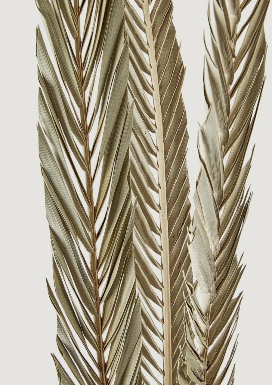 Fall Foliage Radial | Bundle Of 3 Dried Sword Palms - 43-46"