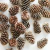 Fall Foliage Radial | Box Of 100 Natural Pine Cones - 2-6"