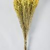 Everyday Greenery Radial | Yellow Dried Flowers Solidago Goldenrod Bundle - 23-28"