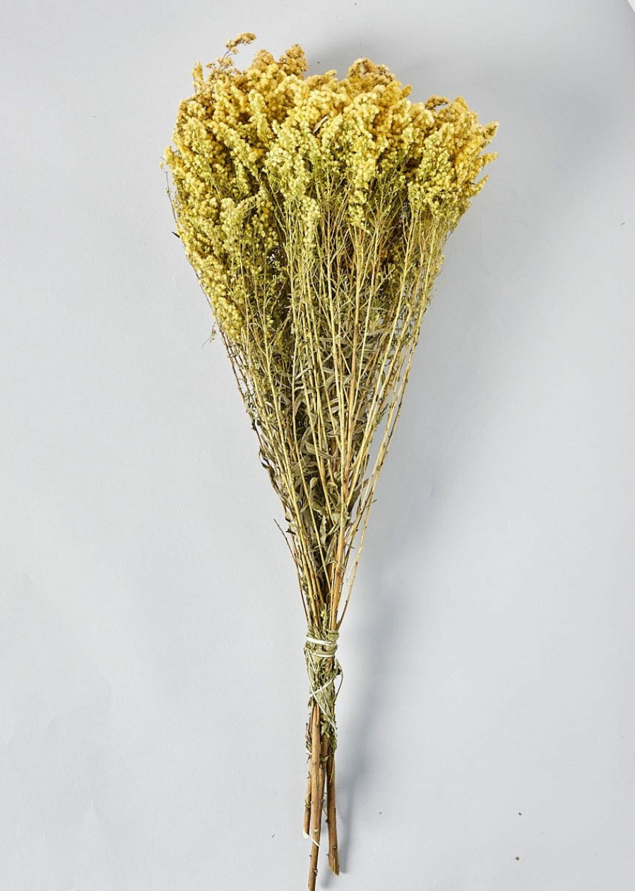 Everyday Greenery Radial | Yellow Dried Flowers Solidago Goldenrod Bundle - 23-28"