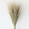 Everyday Greenery Radial | Dried Indian Rice Grass - 22-28"