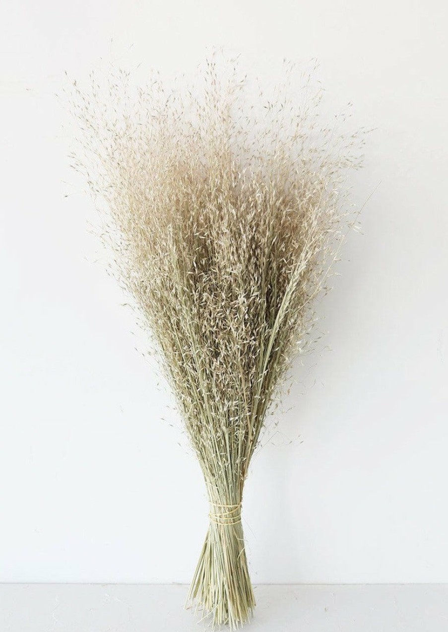 Everyday Greenery Radial | Dried Indian Rice Grass - 22-28"