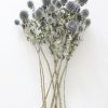 Fall Foliage Radial | Blue Dried Echinops Globe Thistles - 16-22"