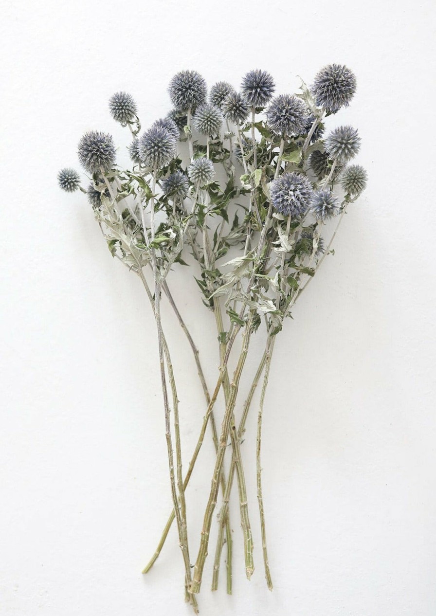 Fall Foliage Radial | Blue Dried Echinops Globe Thistles - 16-22"