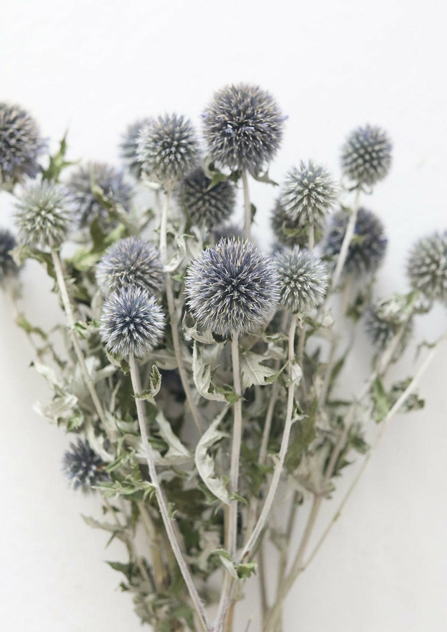 Fall Foliage Radial | Blue Dried Echinops Globe Thistles - 16-22"