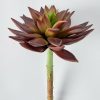 Everyday Greenery Radial | Burgundy Artificial Star Succulent Pick - 10"