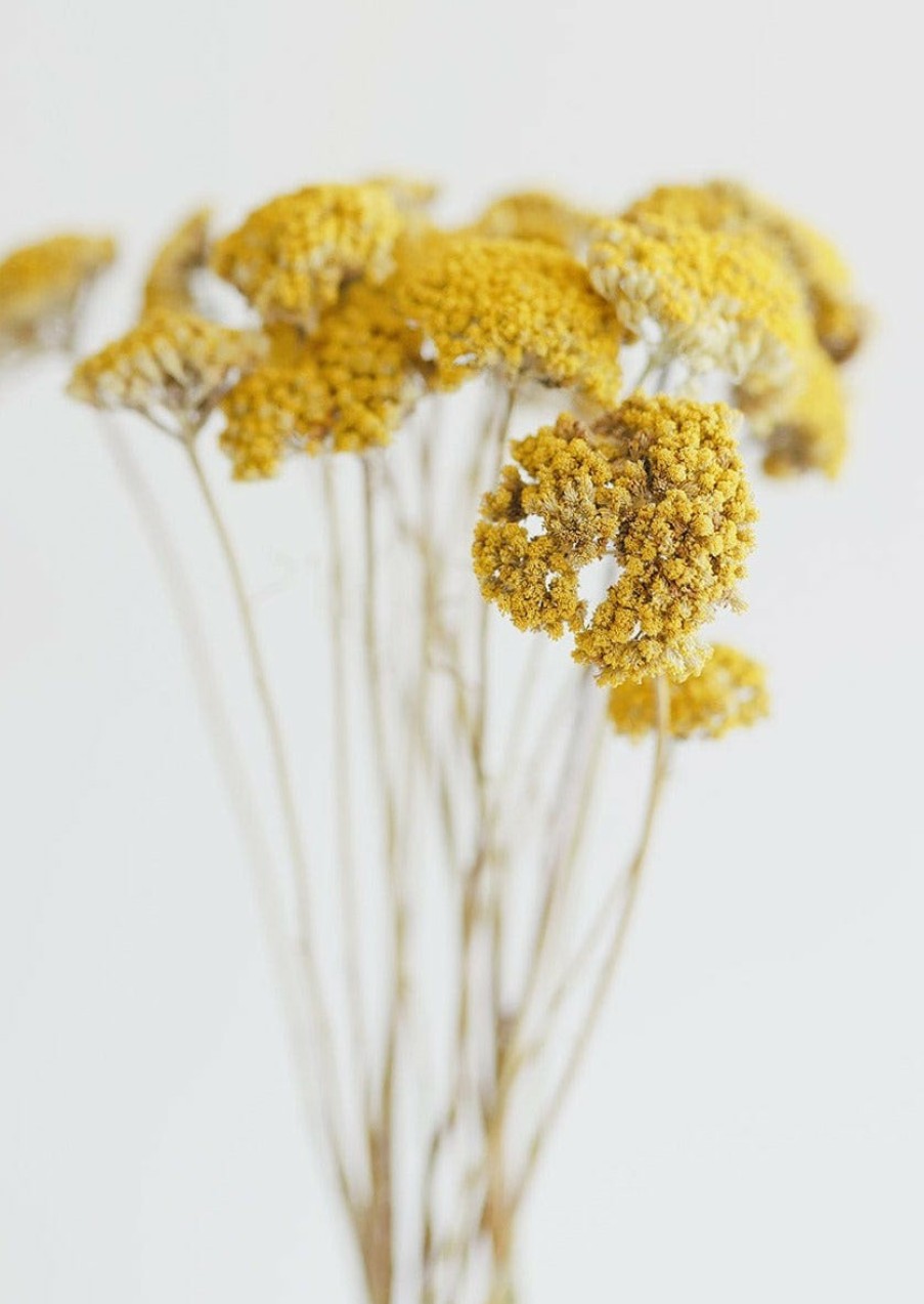 Fall Foliage Radial | Dried Natural Yarrow Flowers - 18-24"